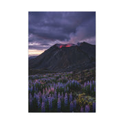 Volcanic Twilight & Wild Lupines Wall Art & Canvas Print