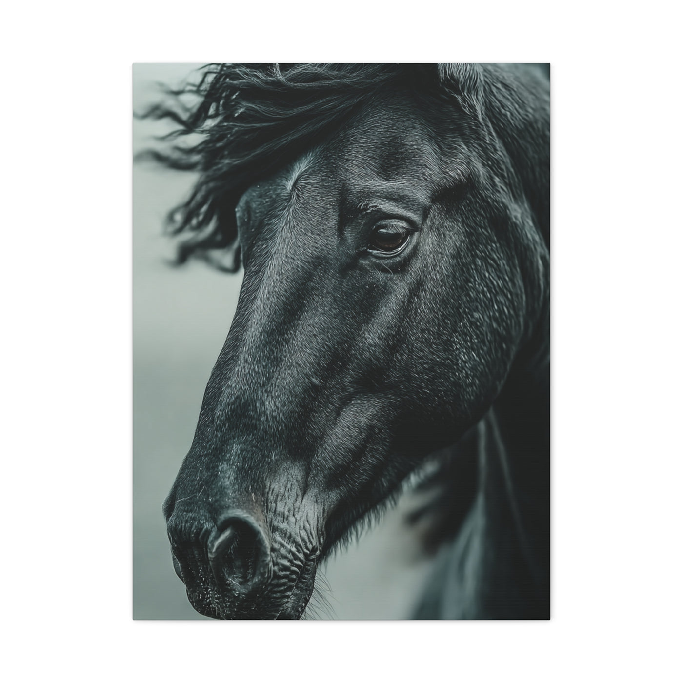 Black Stallion Close Portrait Wall Art & Canvas Print