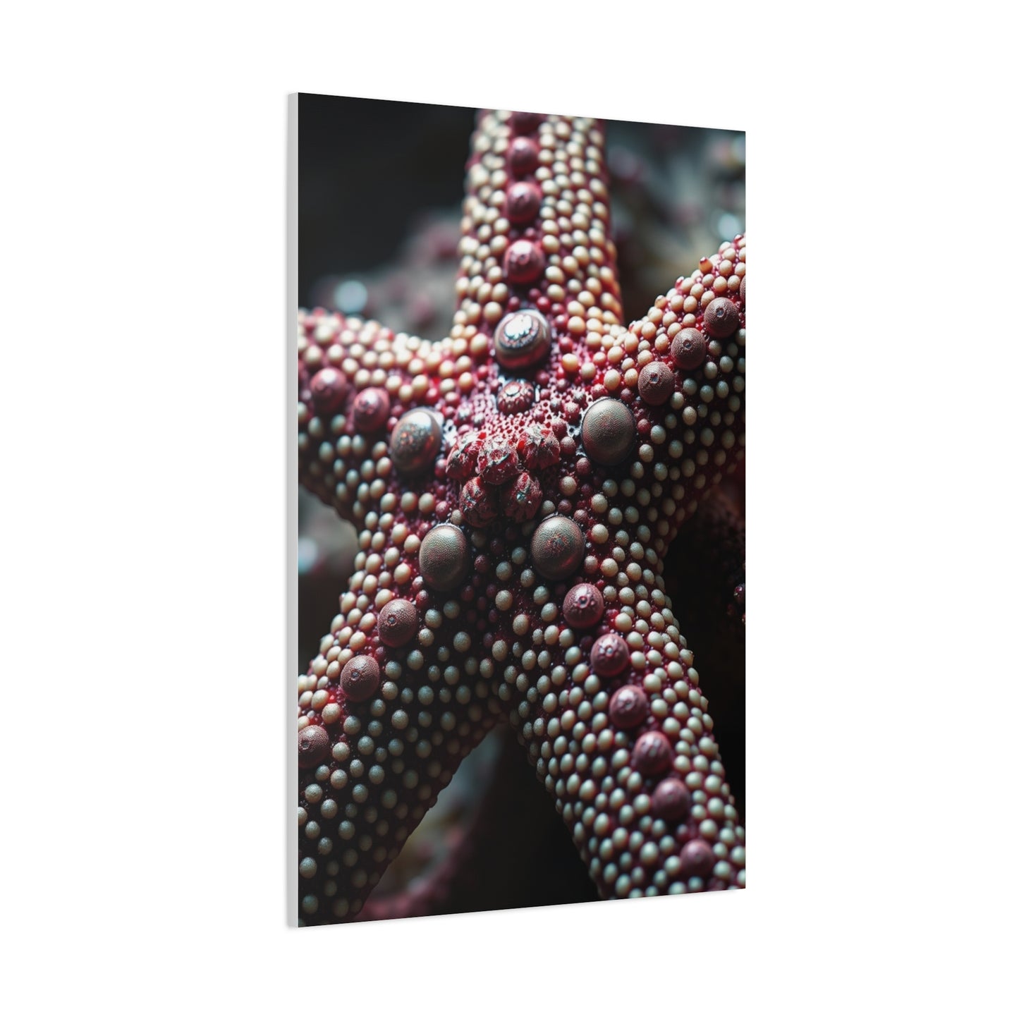 Starfish Art Luxury Canvas Wall Art & Canvas Print