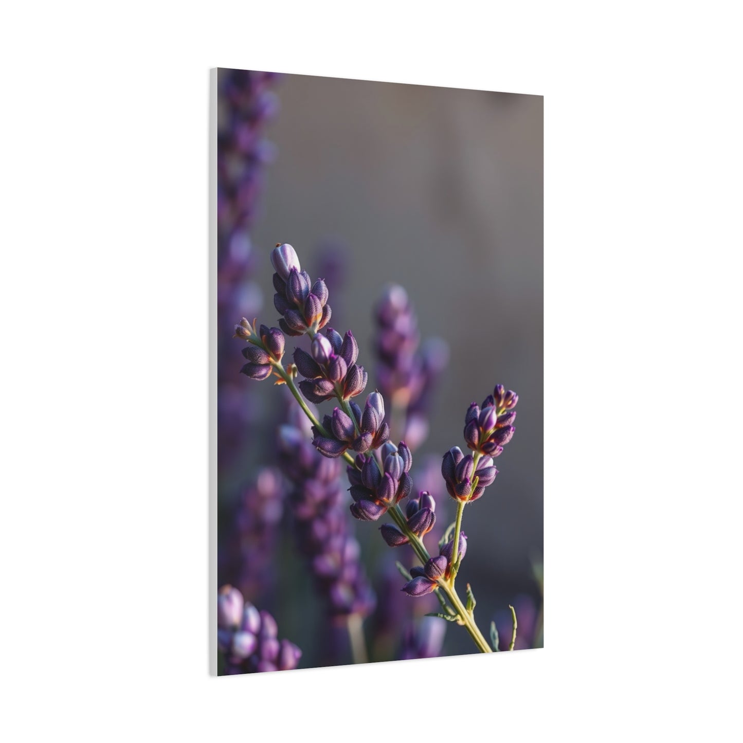 Lavender Herb Art Canvas Art 10 Wall Art & Canvas Print