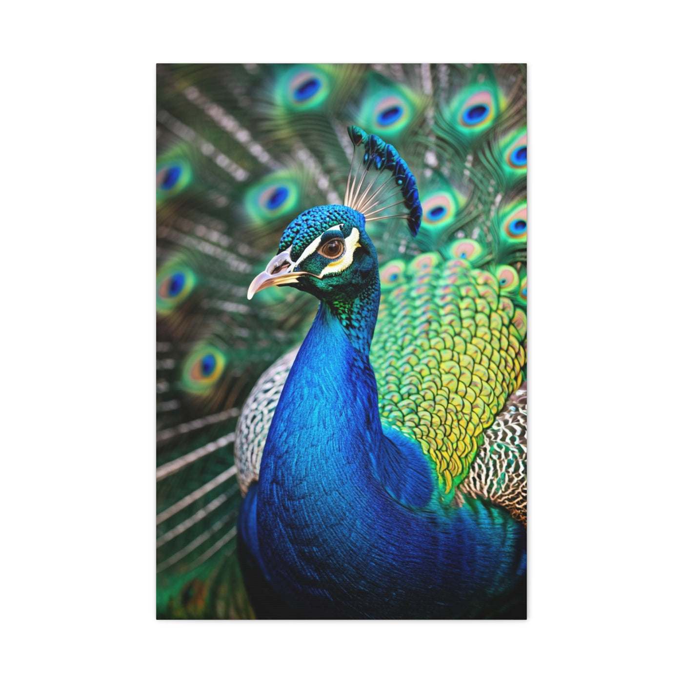 Vibrant Peacock Portrait Wall Art & Canvas Prints