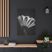 Classic Gerbera Bloom in Shadow Wall Art & Canvas Prints