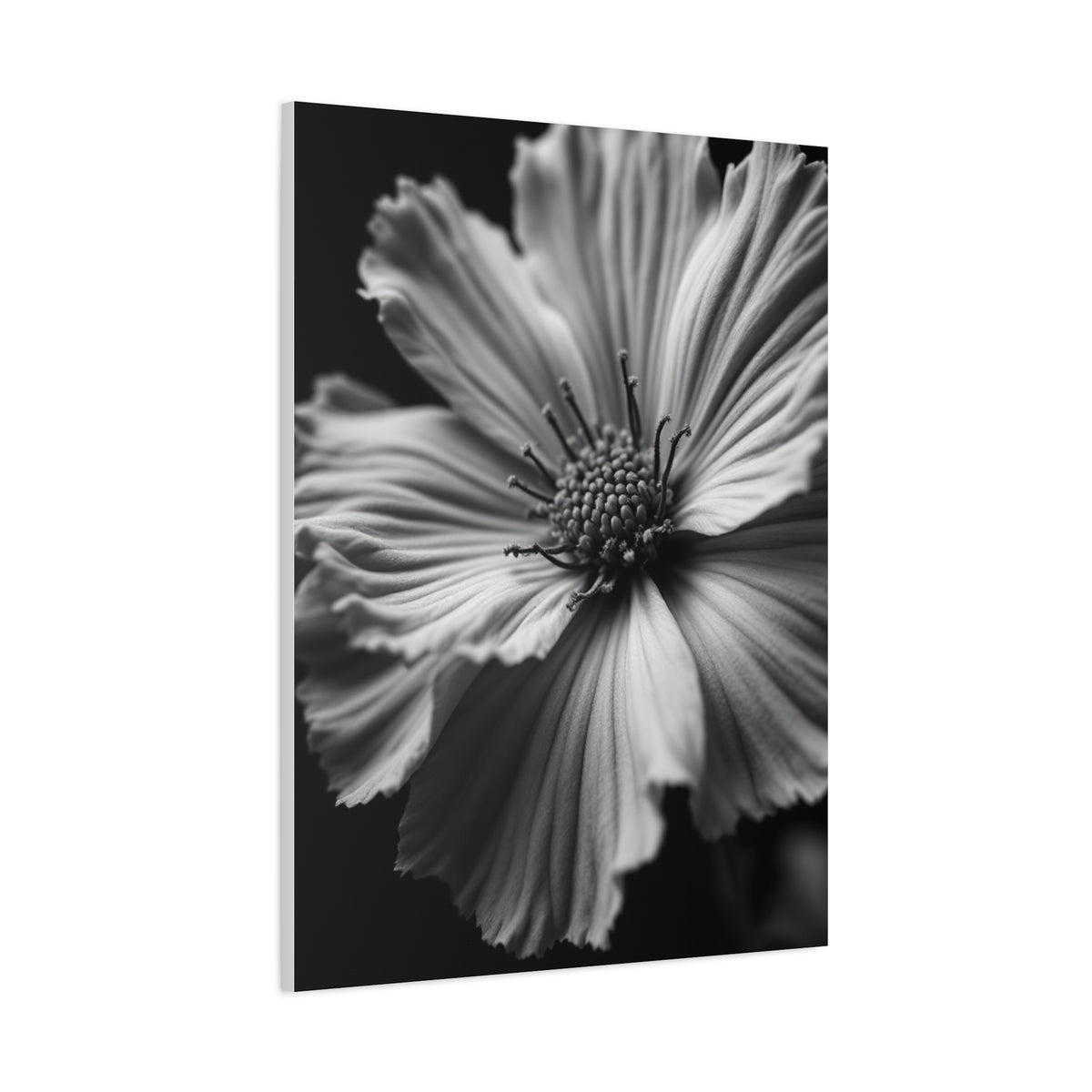 Dramatic Monochrome Cosmos Bloom Wall Art & Canvas Prints