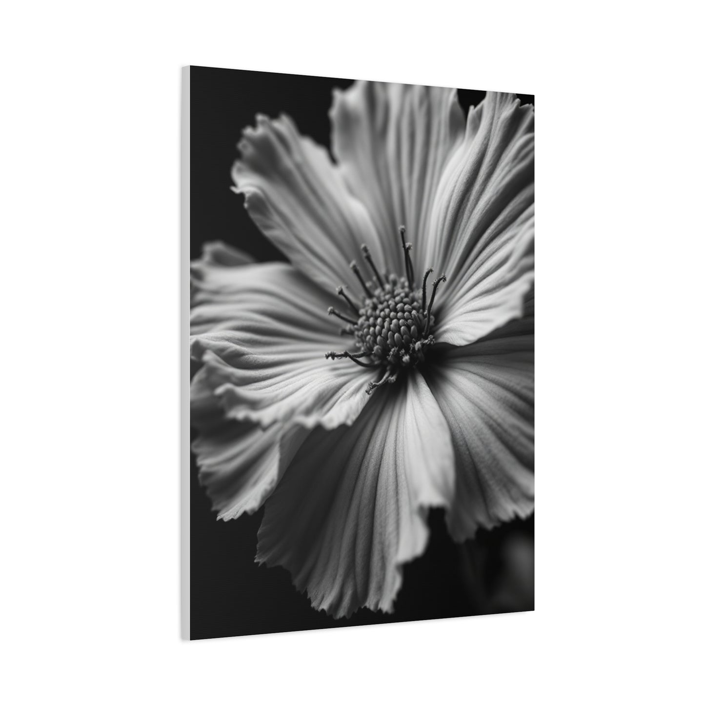 Dramatic Monochrome Cosmos Bloom Wall Art & Canvas Prints