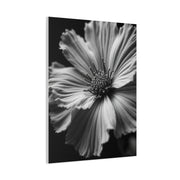 Dramatic Monochrome Cosmos Bloom Wall Art & Canvas Prints