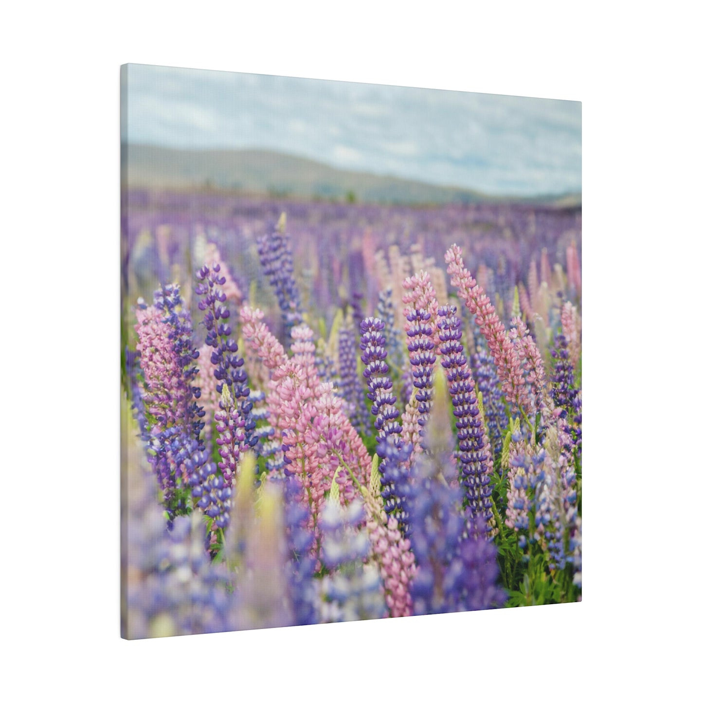 Lavender Flower Wall Art and Canvas Prints