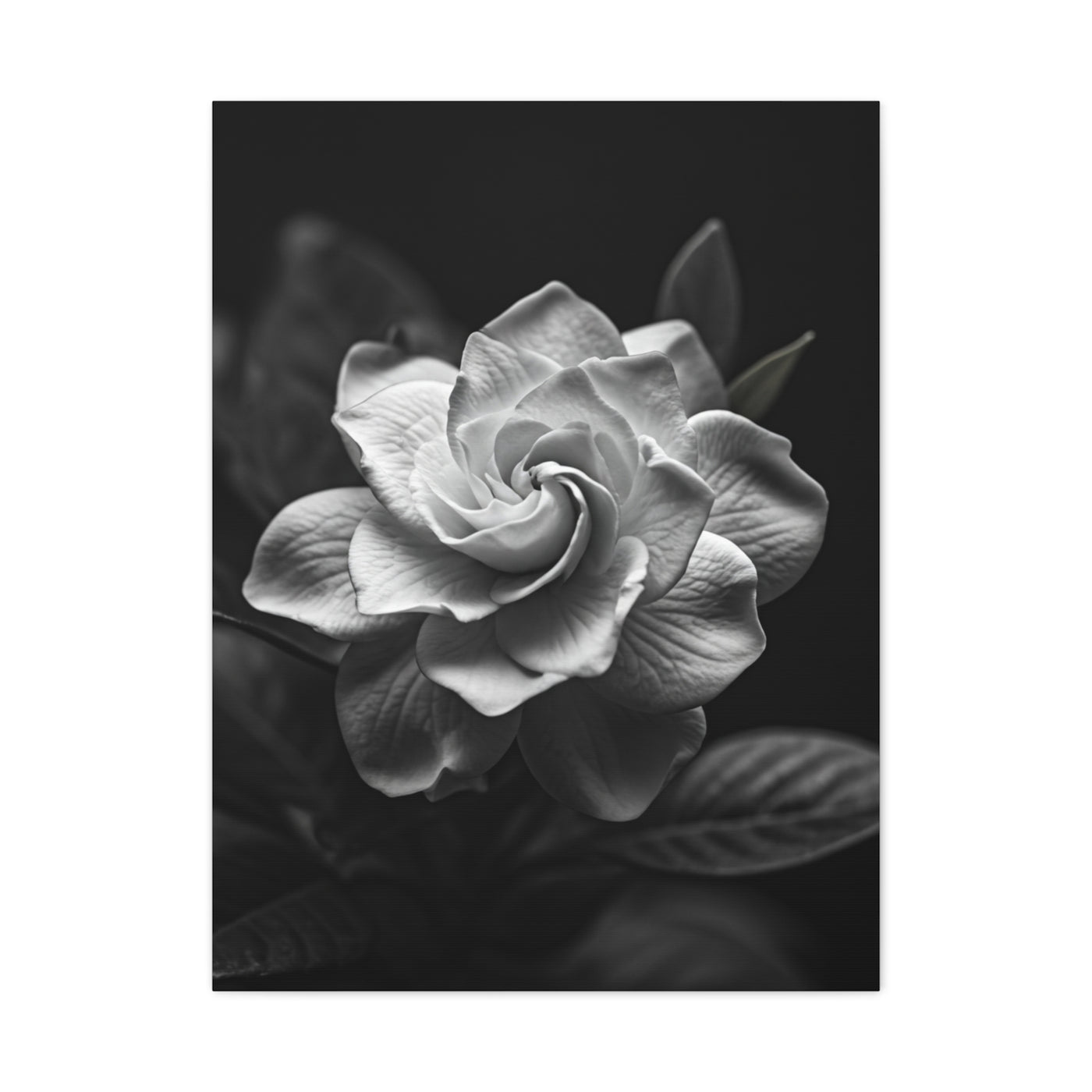 Timeless Garden Rose Portrait Wall Art & Canvas Prints
