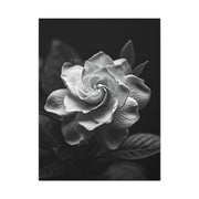 Timeless Garden Rose Portrait Wall Art & Canvas Prints