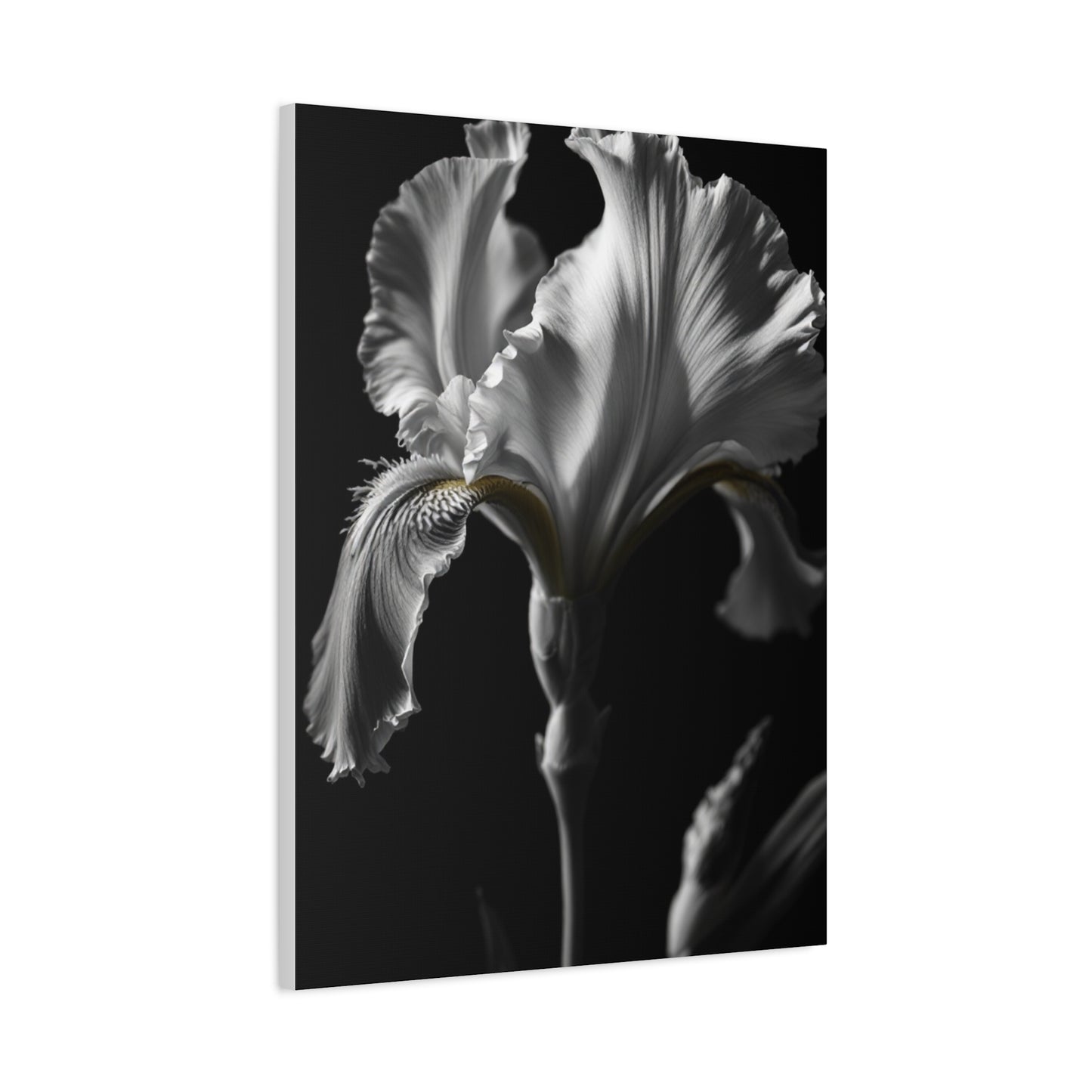 Elegant Iris in Shadowed Light Wall Art & Canvas Prints
