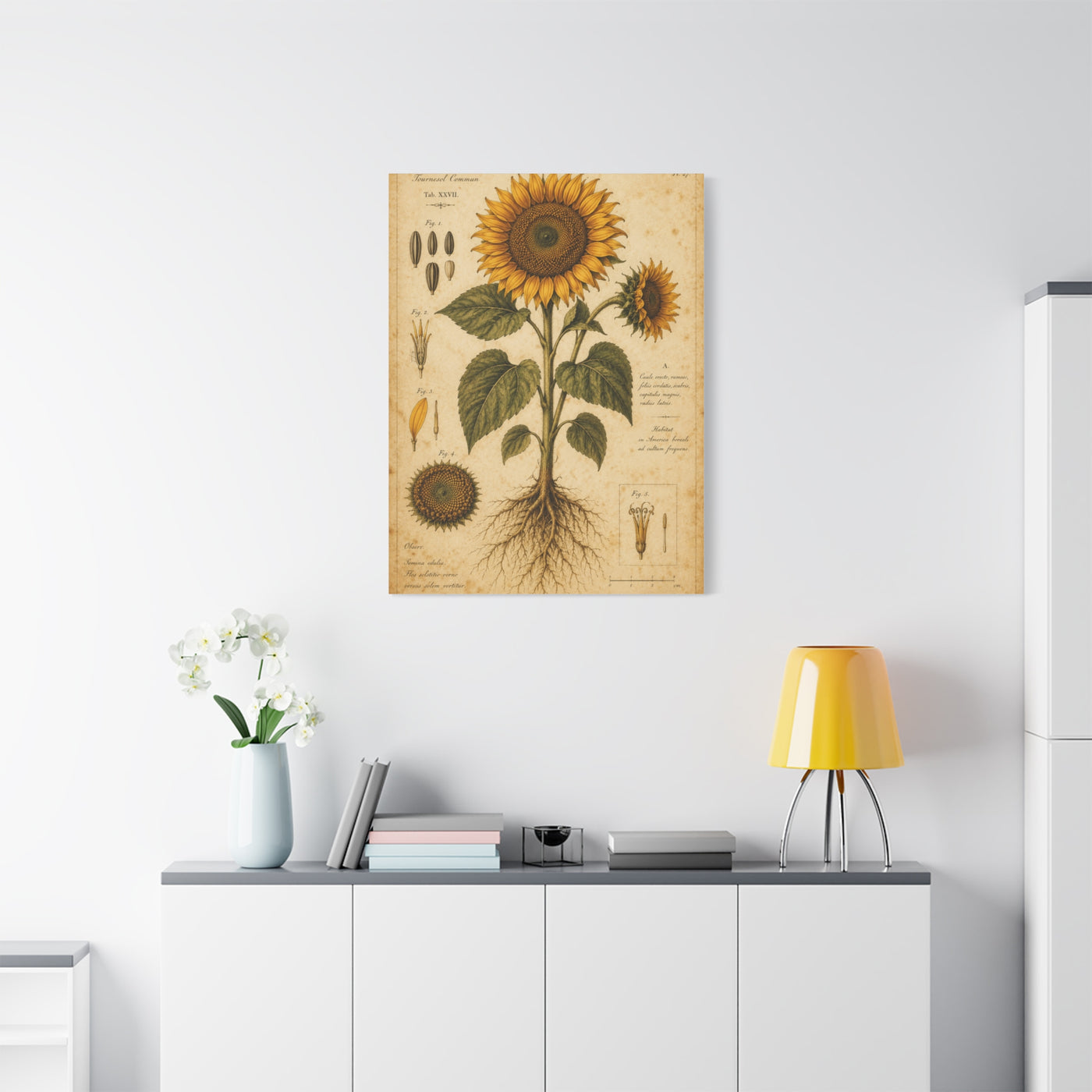 Vintage Botanical Sunflower Study Wall Art & Canvas Print