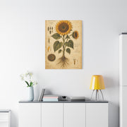 Vintage Botanical Sunflower Study Wall Art & Canvas Print