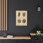 Vintage Herbarium Culinary Study Wall Art & Canvas Print