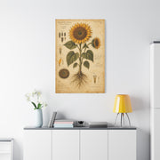 Vintage Botanical Sunflower Study Wall Art & Canvas Print
