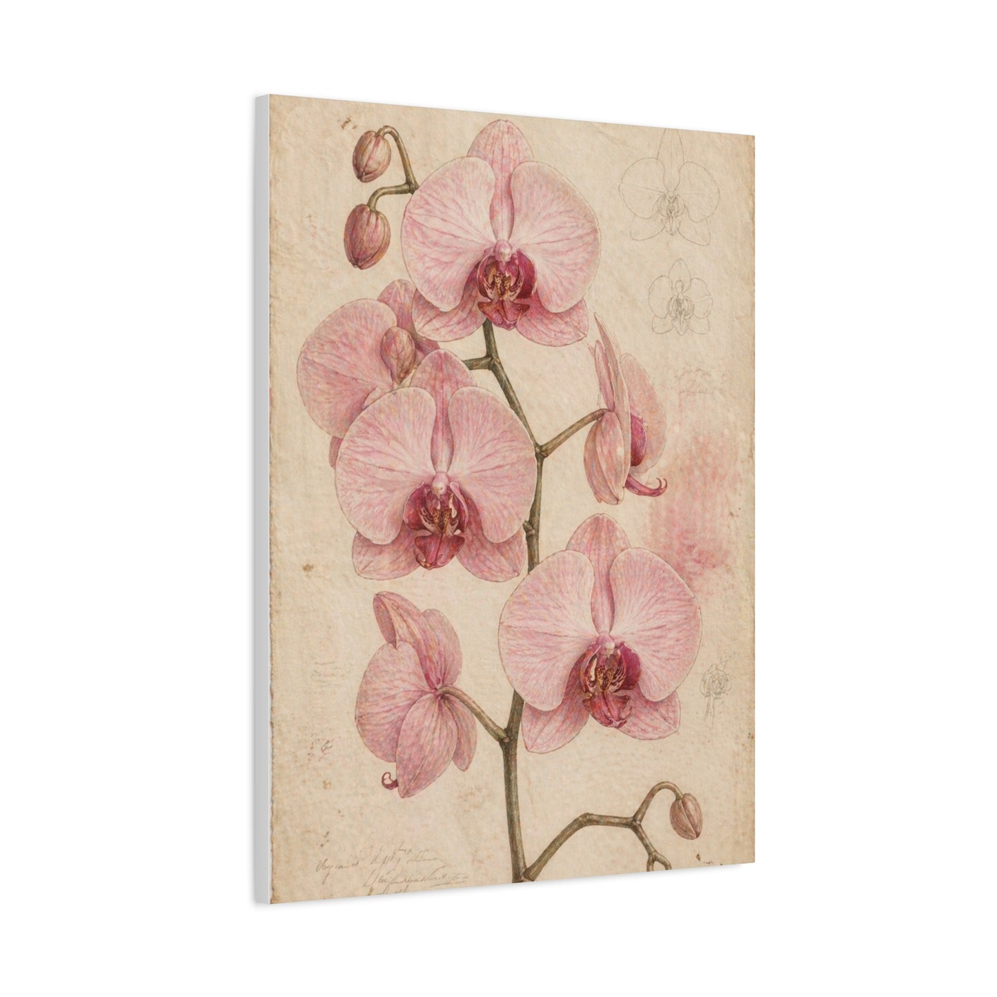 Vintage Orchid Botanical Study Wall Art & Canvas Print