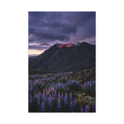 Volcanic Twilight & Wild Lupines Wall Art & Canvas Print