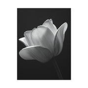 Orchid Symmetry in Black & White Wall Art & Canvas Prints