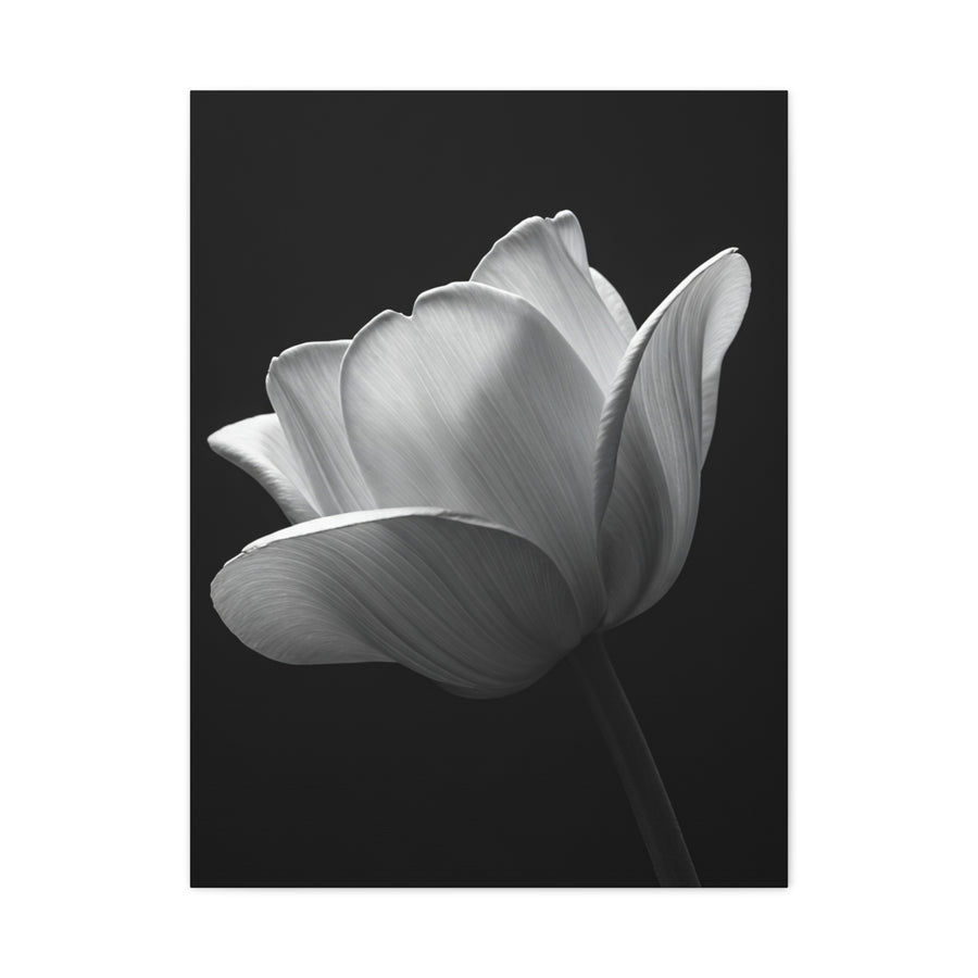 Orchid Symmetry in Black & White Wall Art & Canvas Prints