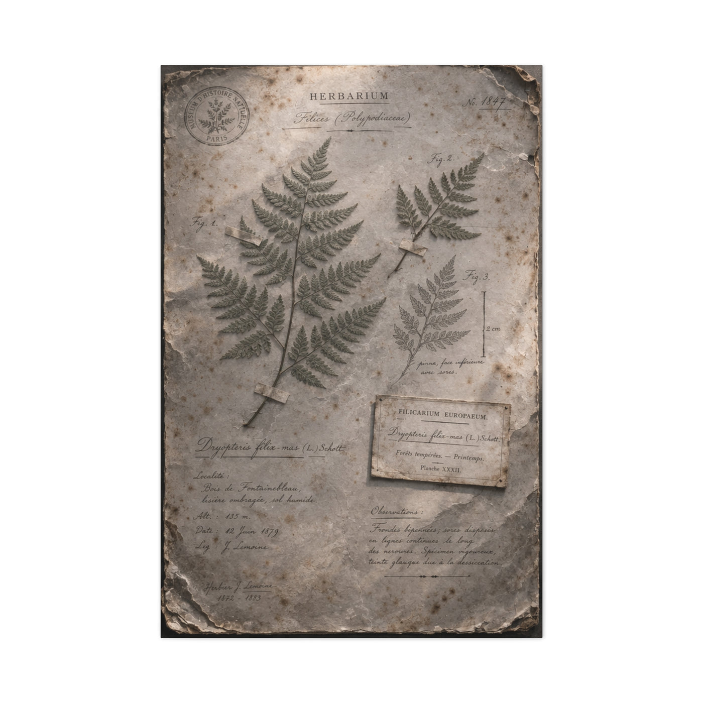 Antique Fern Herbarium Archive Wall Art & Canvas Print