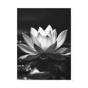 Serene Lotus Reflection Wall Art & Canvas Prints