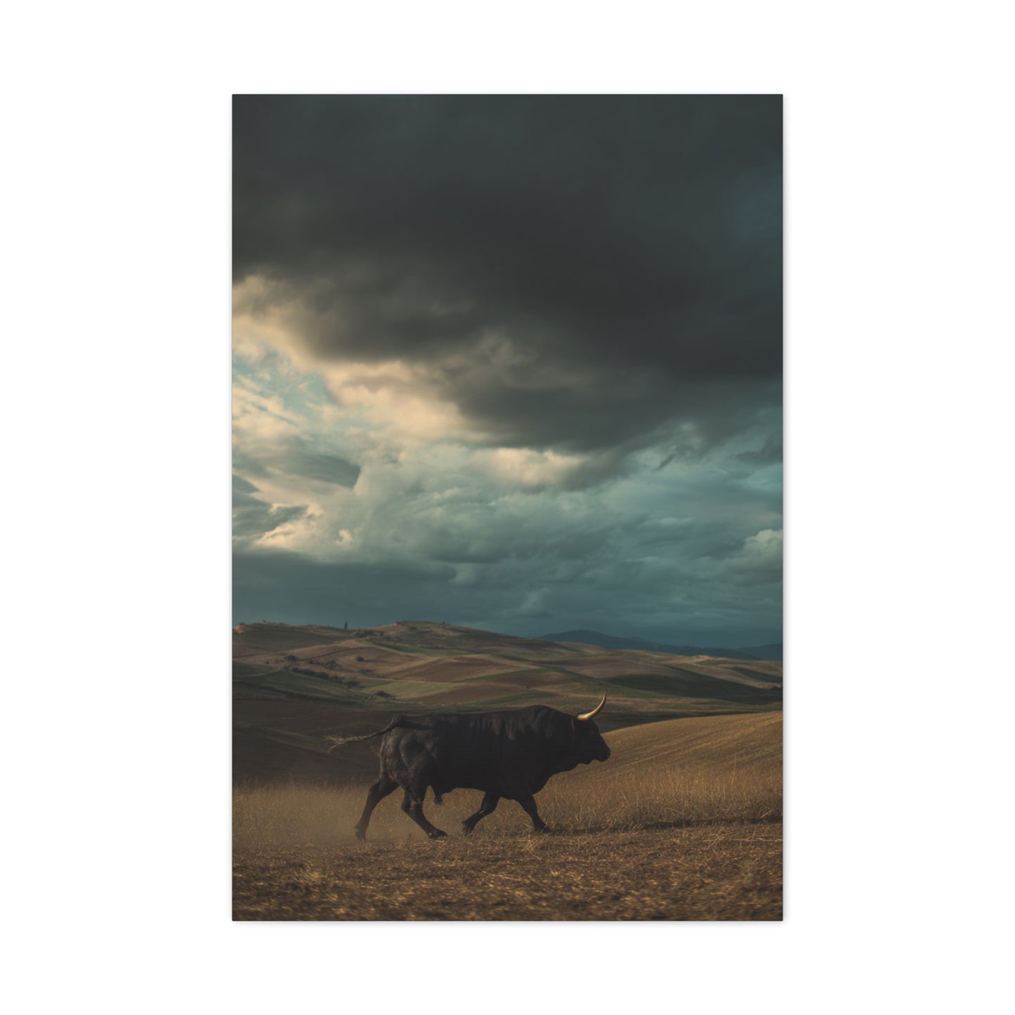 Storm Valley Black Bull Wall Art & Canvas Print