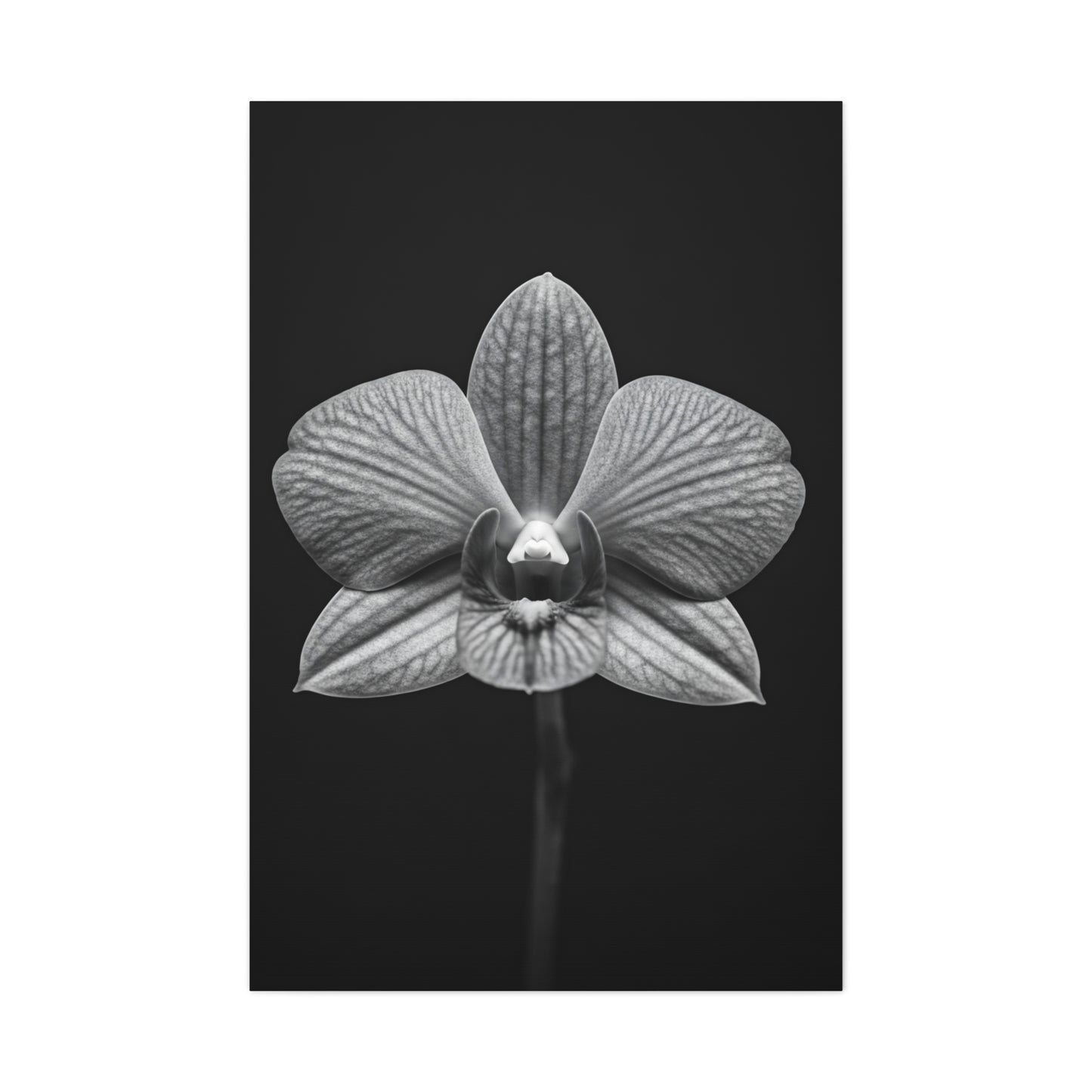 Orchid Serenity Study Wall Art & Canvas Prints