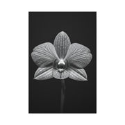 Orchid Serenity Study Wall Art & Canvas Prints