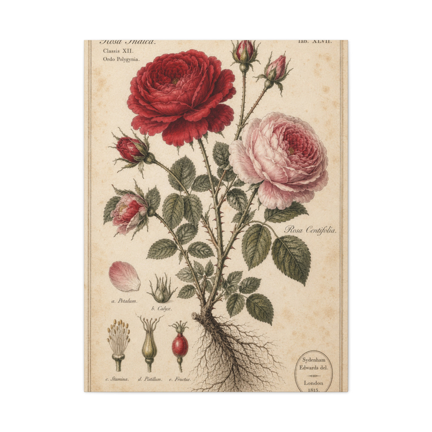 Victorian Rose Botanical Study Wall Art & Canvas Print
