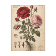 Victorian Rose Botanical Study Wall Art & Canvas Print