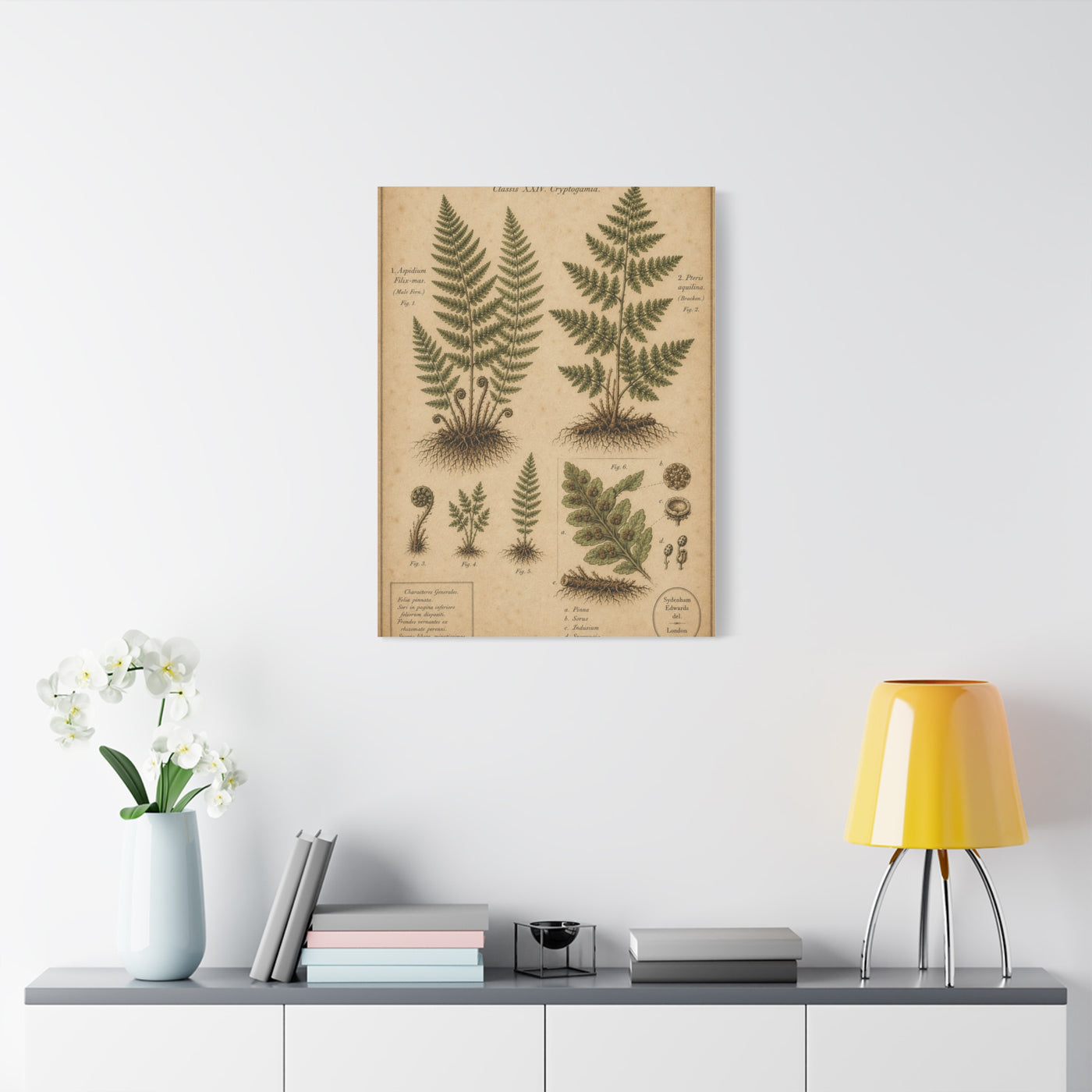 Antique Fern Herbarium Plate Wall Art & Canvas Print