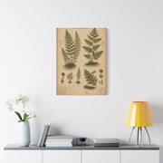 Antique Fern Herbarium Plate Wall Art & Canvas Print