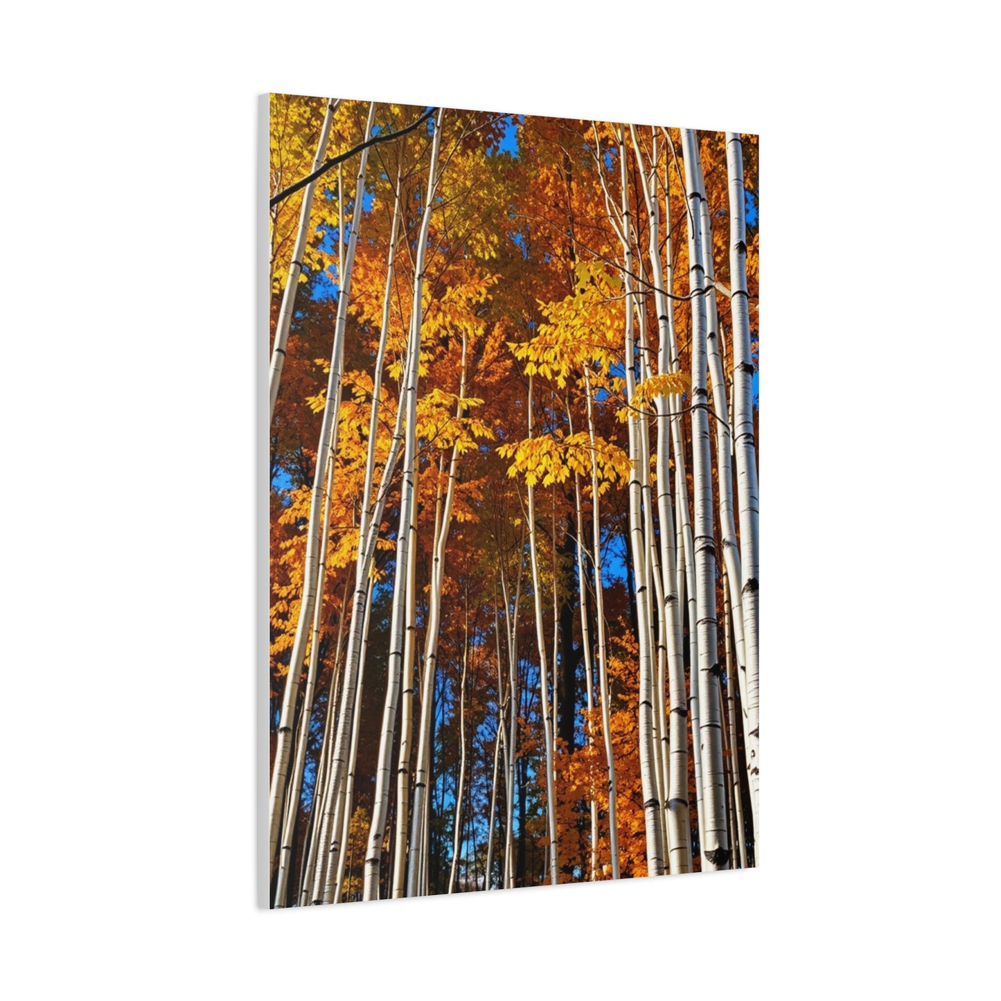 Aspen Tree Art Supreme Gallery Wall Art & Canvas Print
