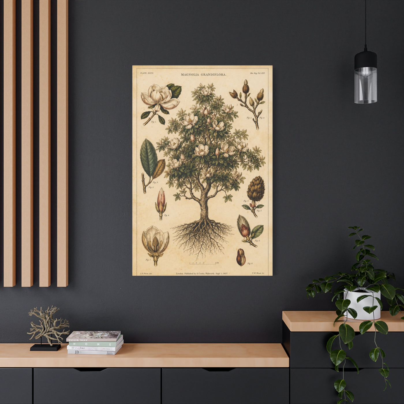 Vintage Magnolia Botanical Study Trees Wall Art & Canvas Print