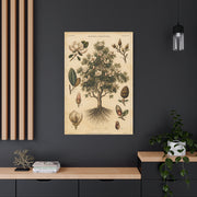 Vintage Magnolia Botanical Study Trees Wall Art & Canvas Print