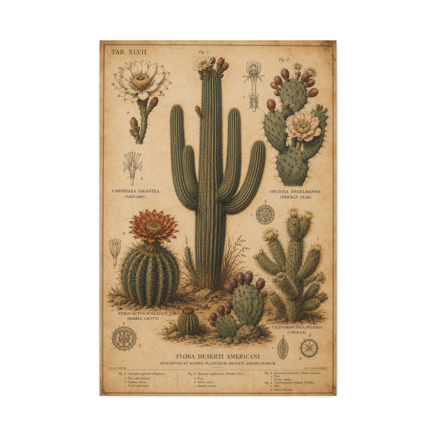 Vintage Desert Botanical Study Southwest Wall Art & Canvas Print