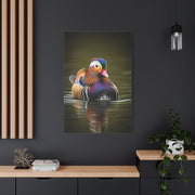 Mandarin Duck with Colorful Plumage Wall Art & Canvas Prints