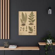 Antique Fern Herbarium Plate Wall Art & Canvas Print