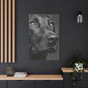 Black Labrador Fine Art Close-Up Wall Art & Canvas Print