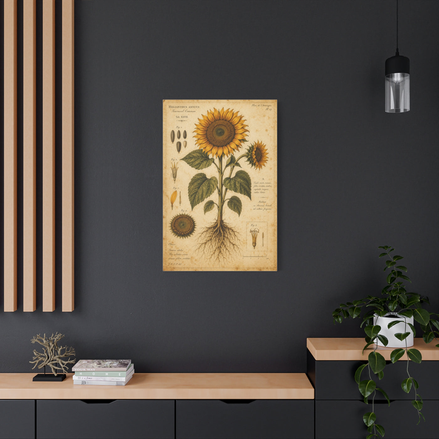 Vintage Botanical Sunflower Study Wall Art & Canvas Print