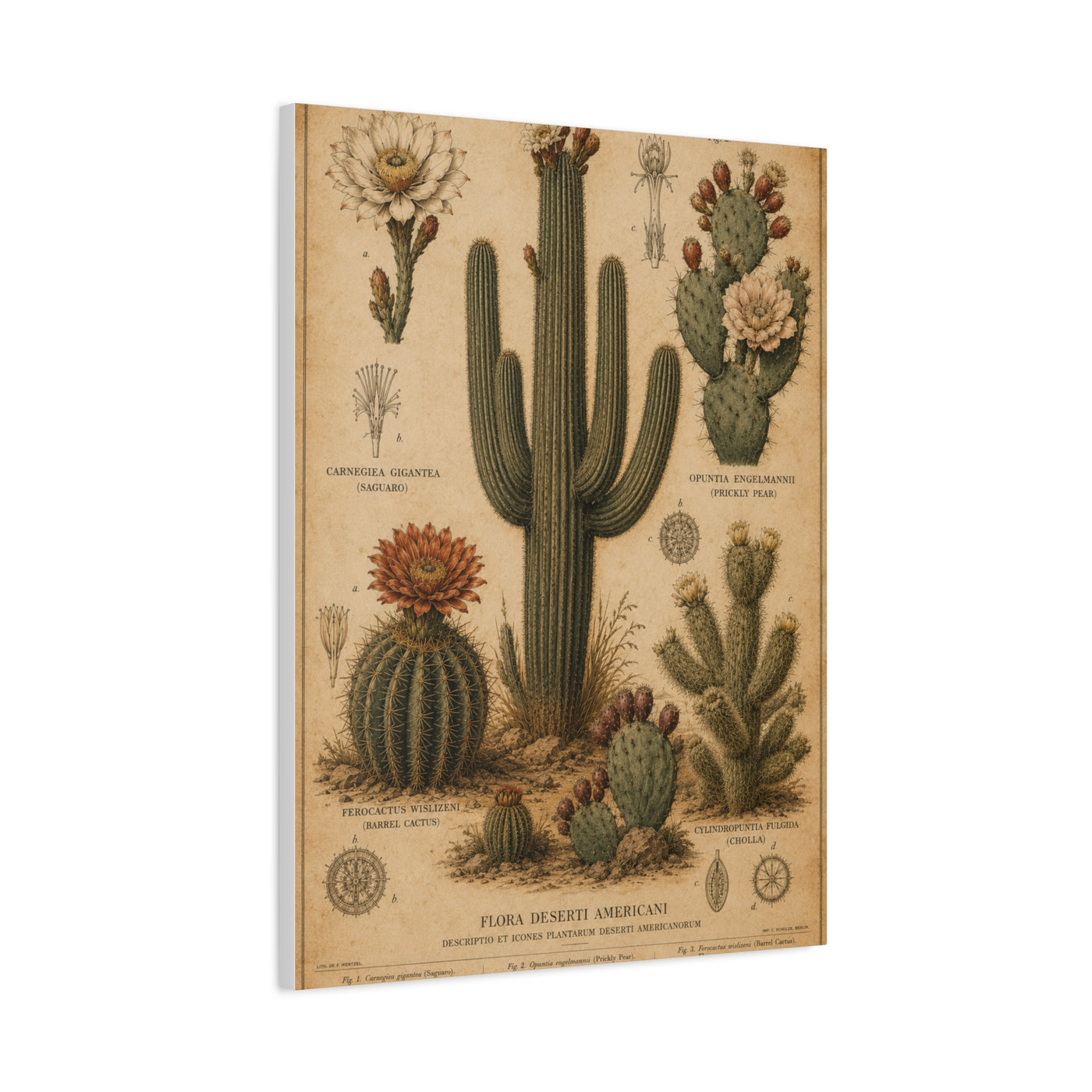 Vintage Desert Botanical Study Southwest Wall Art & Canvas Print
