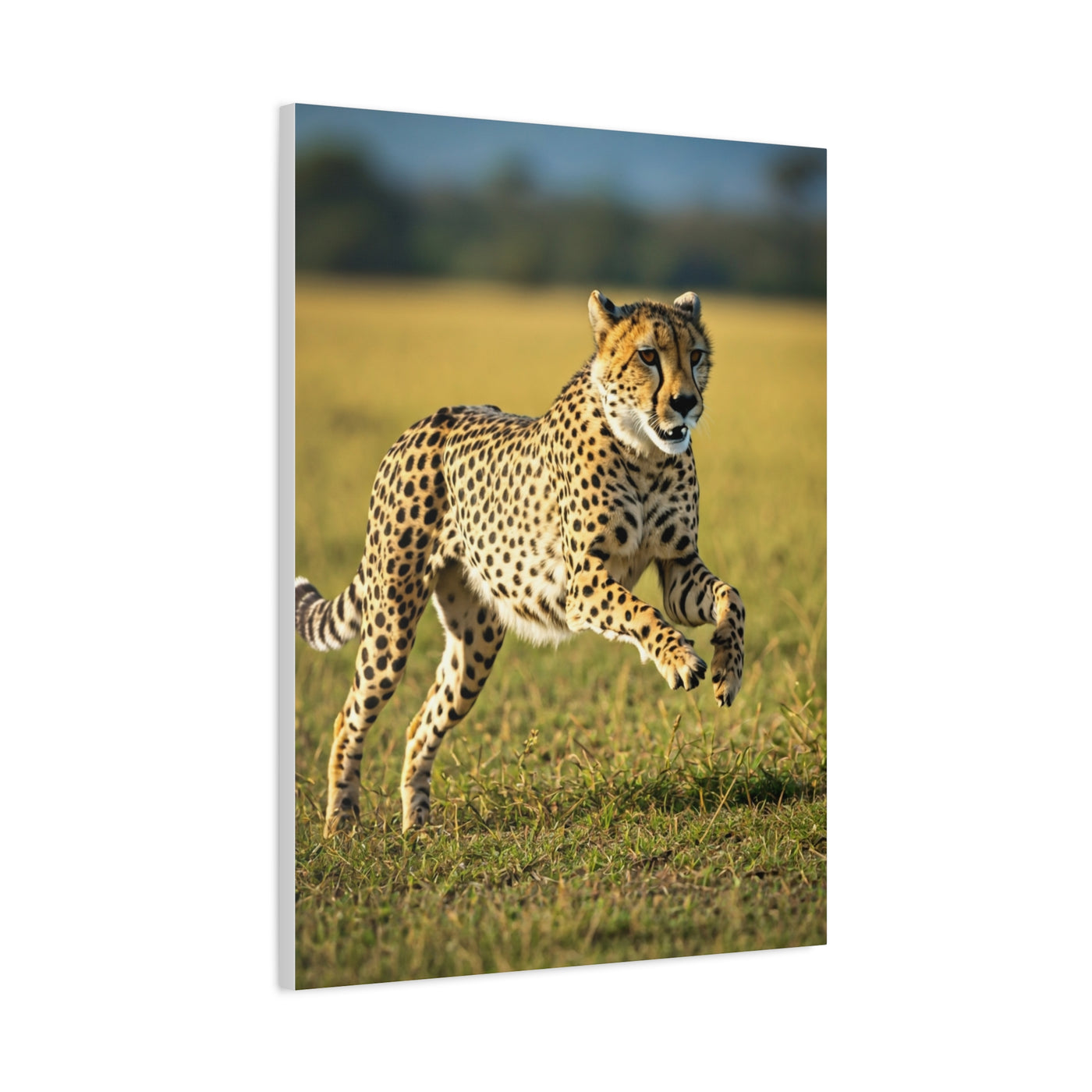 African Sunset Baobab Trail Wall Art & Canvas Prints