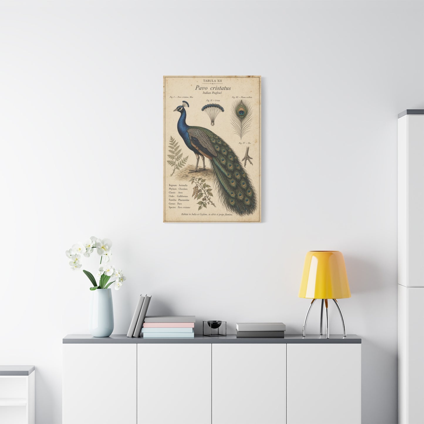 Antique Ornithology Peacock Illustration Wall Art & Canvas Print