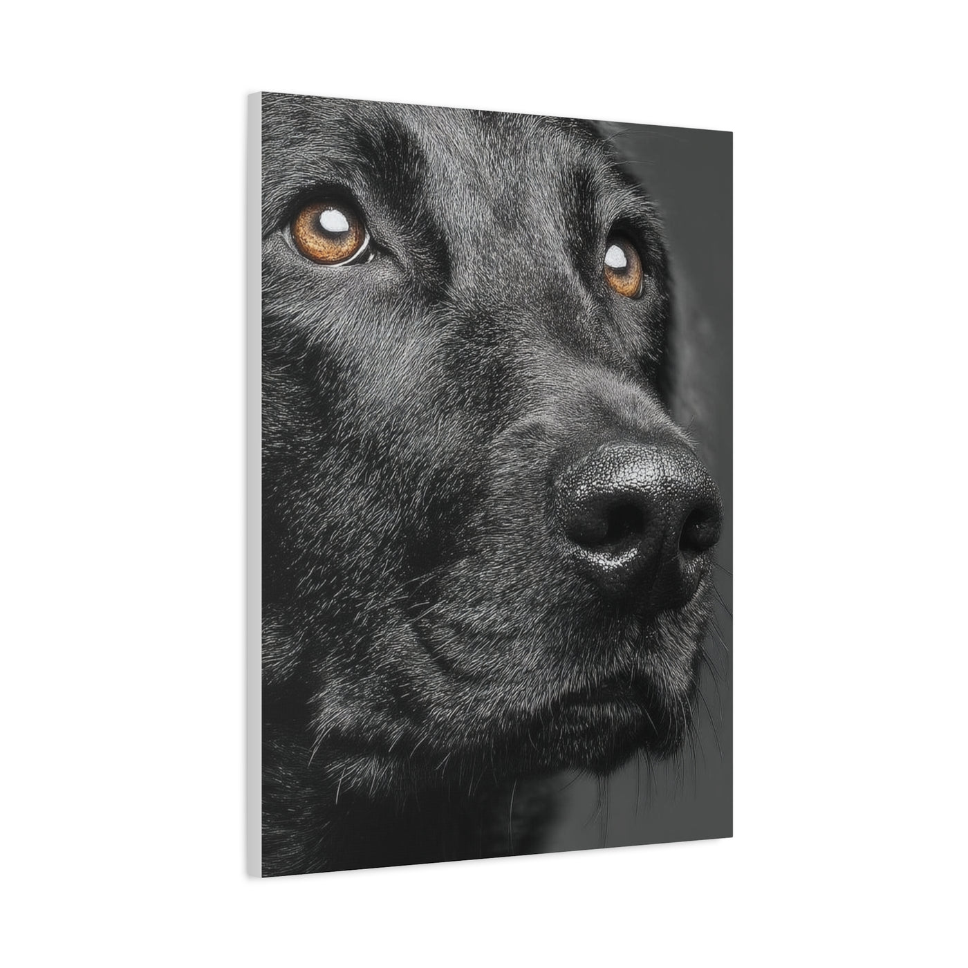 Black Labrador Fine Art Close-Up Wall Art & Canvas Print