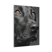 Black Labrador Fine Art Close-Up Wall Art & Canvas Print