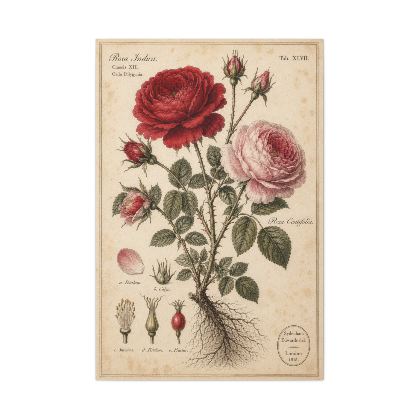 Victorian Rose Botanical Study Wall Art & Canvas Print