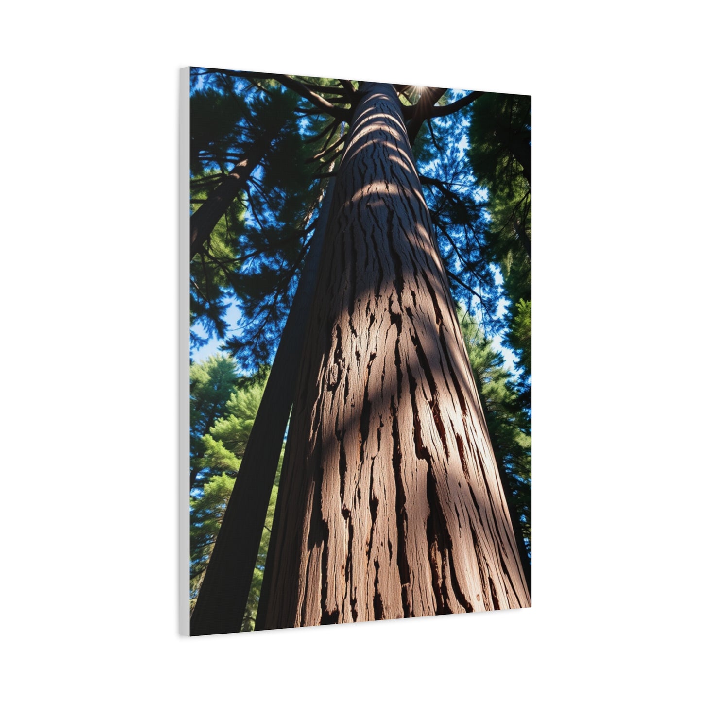 Redwood Tree Art Supreme Canvas Wall Art & Canvas Print