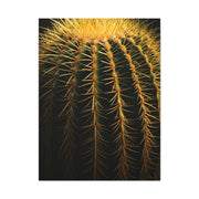 Desert Barrel Cactus Macro Texture Wall Art & Canvas Prints