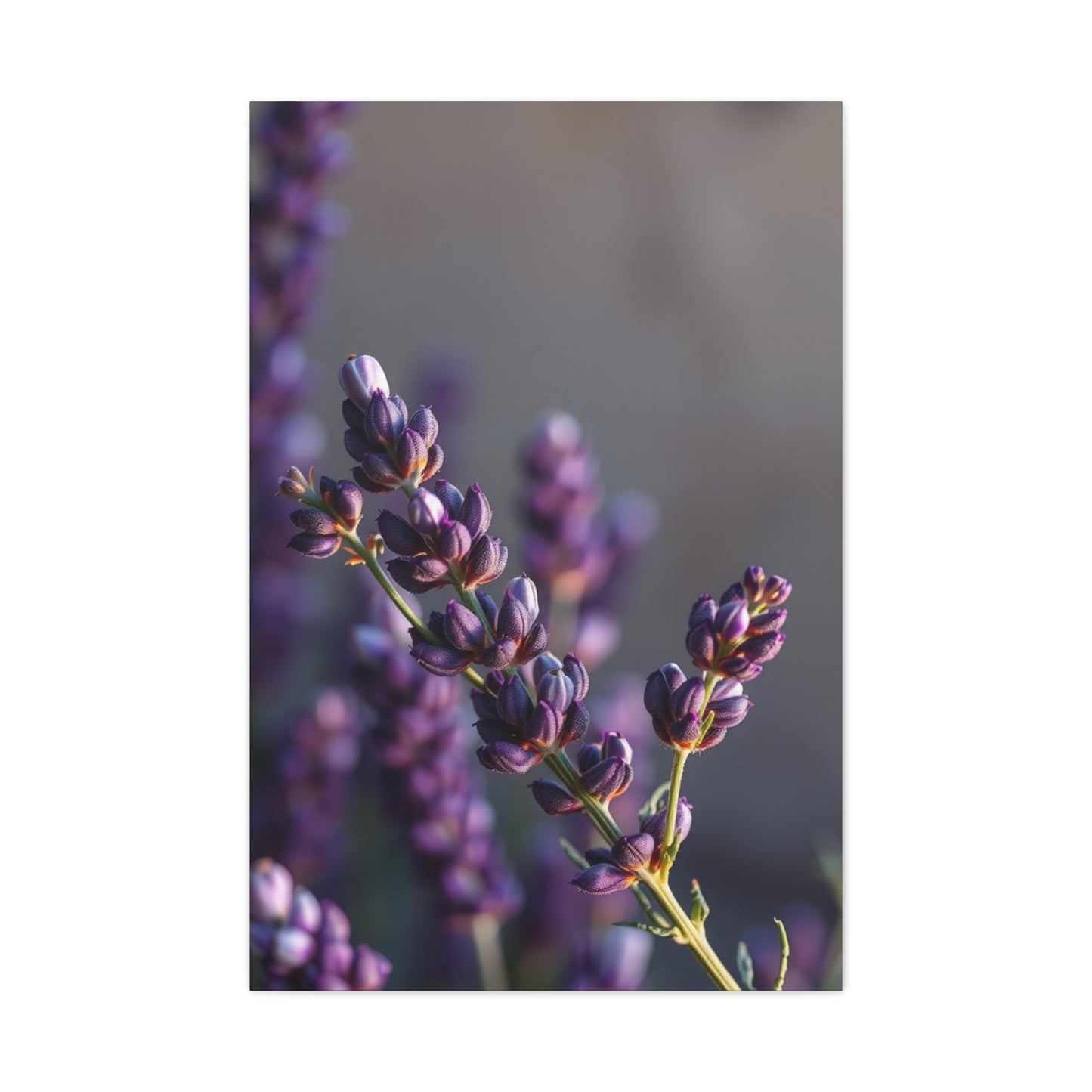 Lavender Herb Art Canvas Art 10 Wall Art & Canvas Print