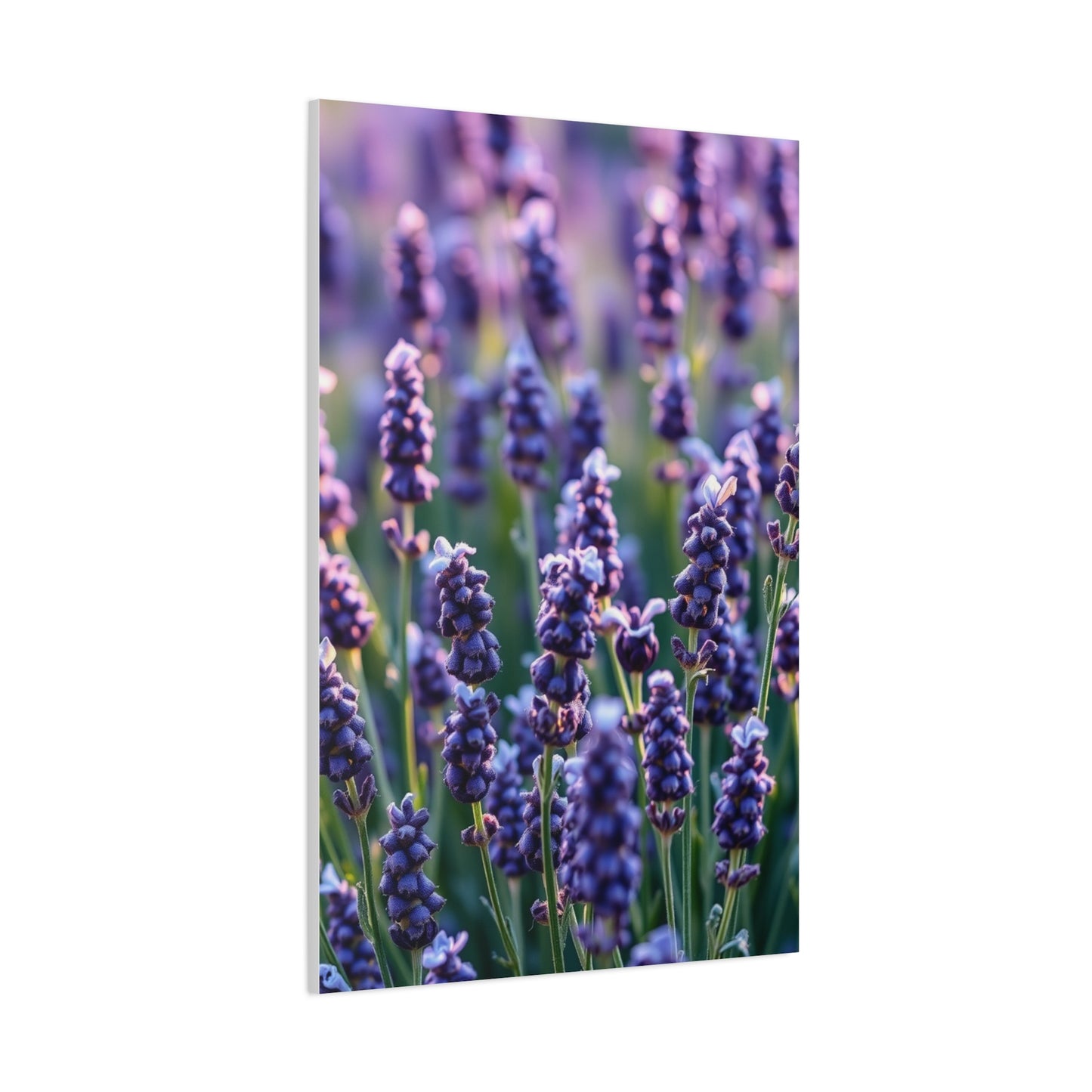 Vision Lavender Herb Art Art Wall Art & Canvas Print