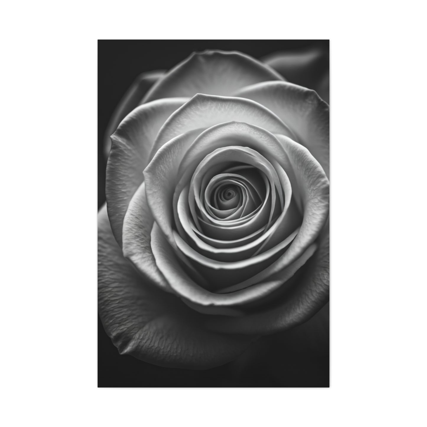 Monochrome Daisy Center Detail Wall Art & Canvas Prints