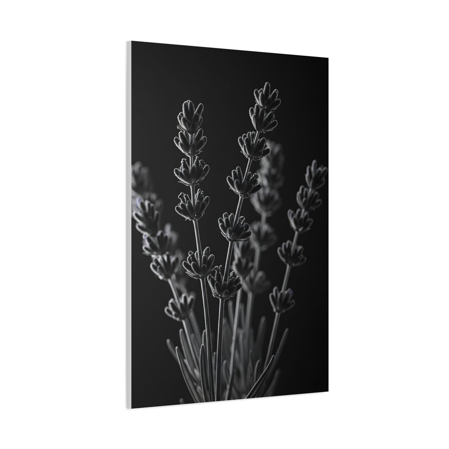 Lavender Silhouette Study Wall Art & Canvas Prints